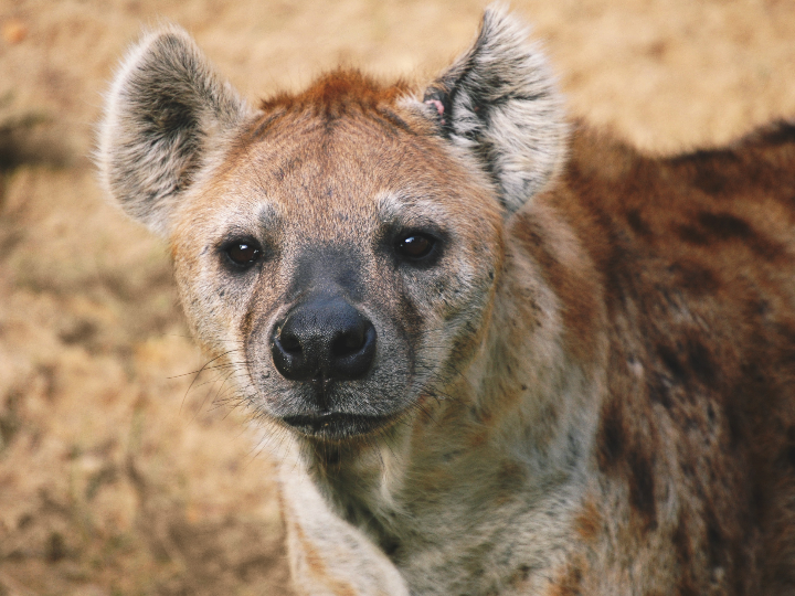 predators fig 18cm serie 3 masked classic predator