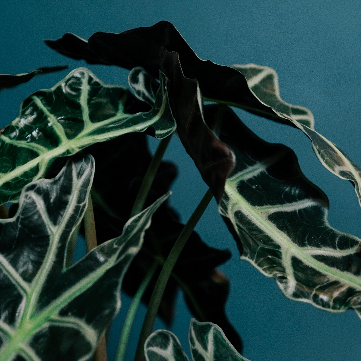 princesa de yucatan alocasia 14 cm