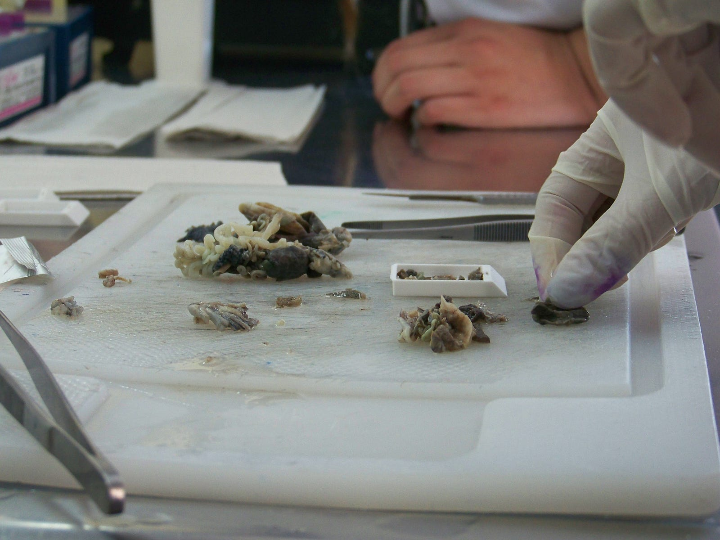 principales medios para el control de la hemostasia quirurgica en pequenos animales