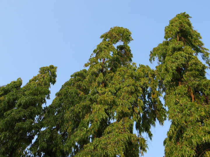 pseudolarix bonsai 10 anos falso alerce dorado