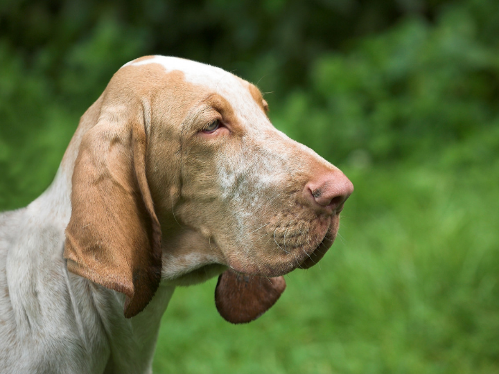 pueden entrar perros en mercadona peluqueria canina perrukings com