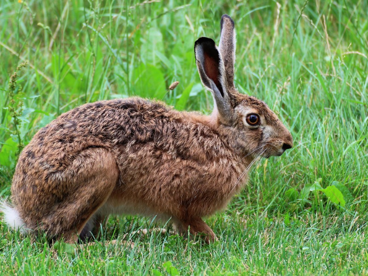 pulgas en un conejo como quitarlas y comprobar si hay un calcetin blanco