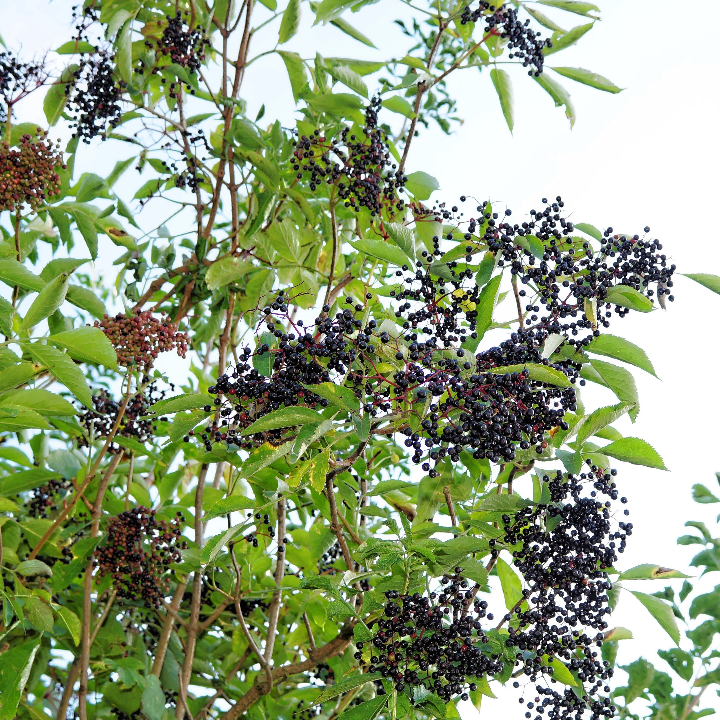 que son els tanins en el vi significat tipus