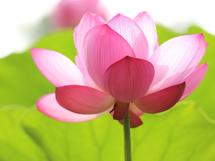 raiz de loto te de lotus organico 30 gr cleaspring