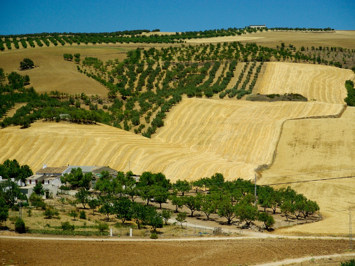 rentabilidad del cultivo de canamo en espana un analisis exhaustivo