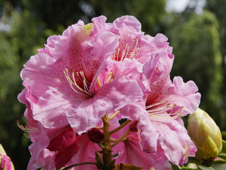 rododendro estandar simisii rojo
