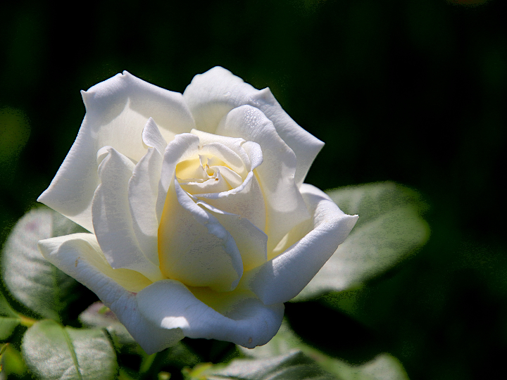 rosa floribunda la minuette en maceta