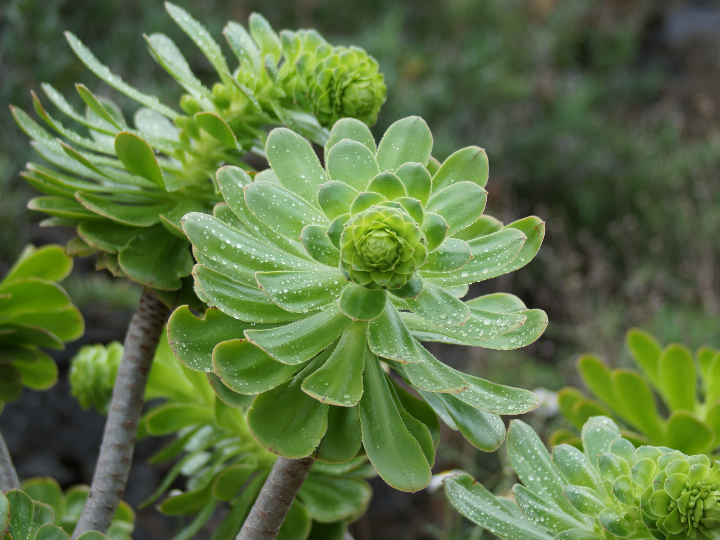 senecio barbertonicus arbusto suculento senecio
