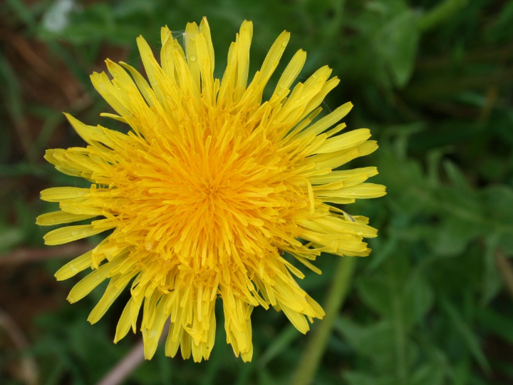 setas de cardo mercadona la eleccion perfecta para tus platos