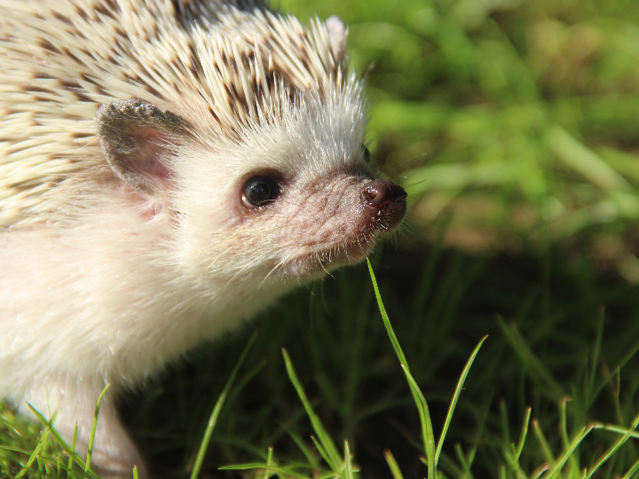 sonic the hedgehog tipos malos
