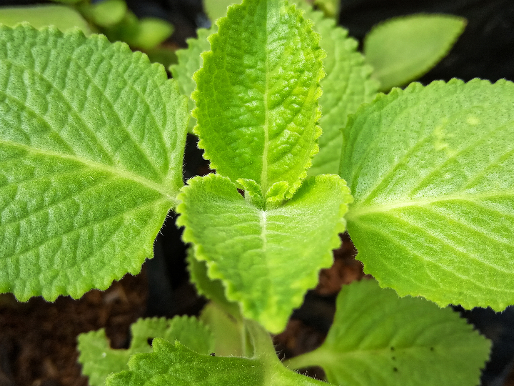 stevia en polvo eco