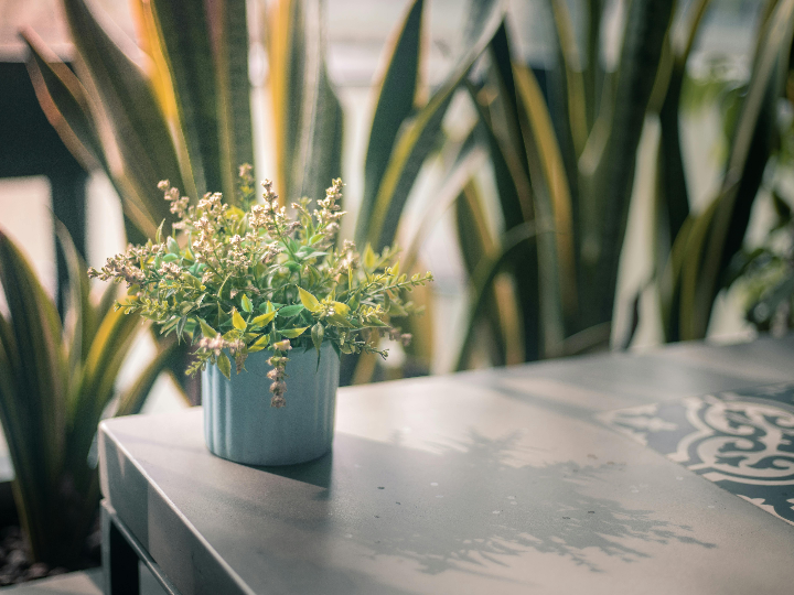 tamano de maceta guia completa para elegir la maceta perfecta segun su tamano