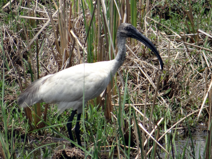 tinte schwarzkopf igora vibrance 0 22 concentrado humo 60ml