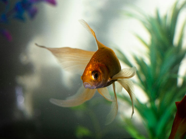 tipos de goldfish descubre las variedades mas fascinantes en este analisis comparativo