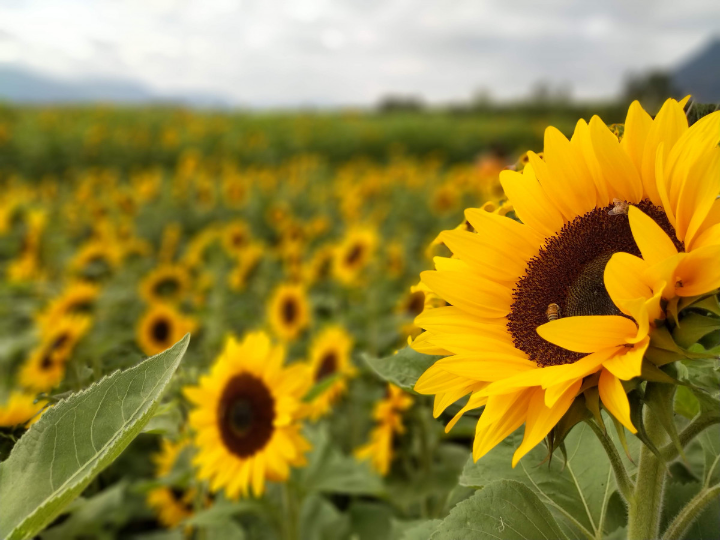 todo lo que necesitas saber sobre el ciclo de floracion de los girasoles