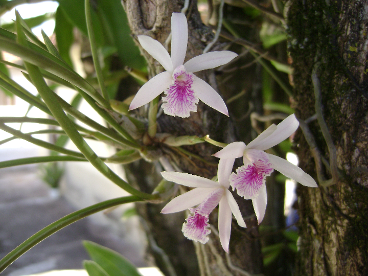 todo lo que necesitas saber sobre la duracin de una orqudea en maceta consejos para mantenerla viva durante ms tiempo