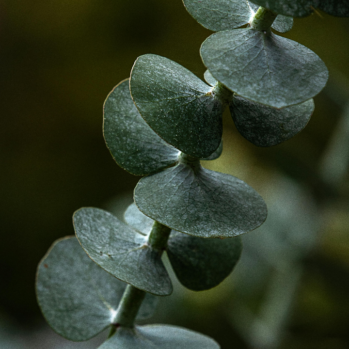 todo sobre el eucalyptus radiata