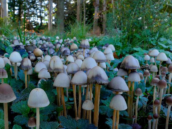 una selva de sinapsis