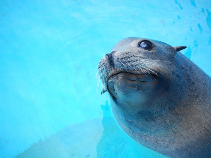 underwater sealant adiseal seals in water instantly