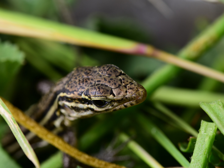 vinagre canario macho monje