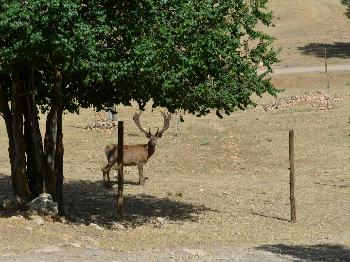 vino finca moncloa opiniones y analisis