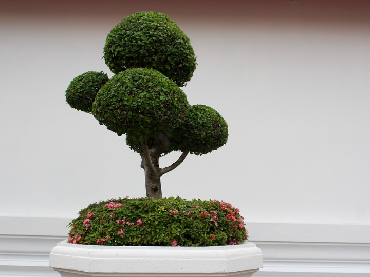 zelkova serrata bonsai 9 anos olmo de agua